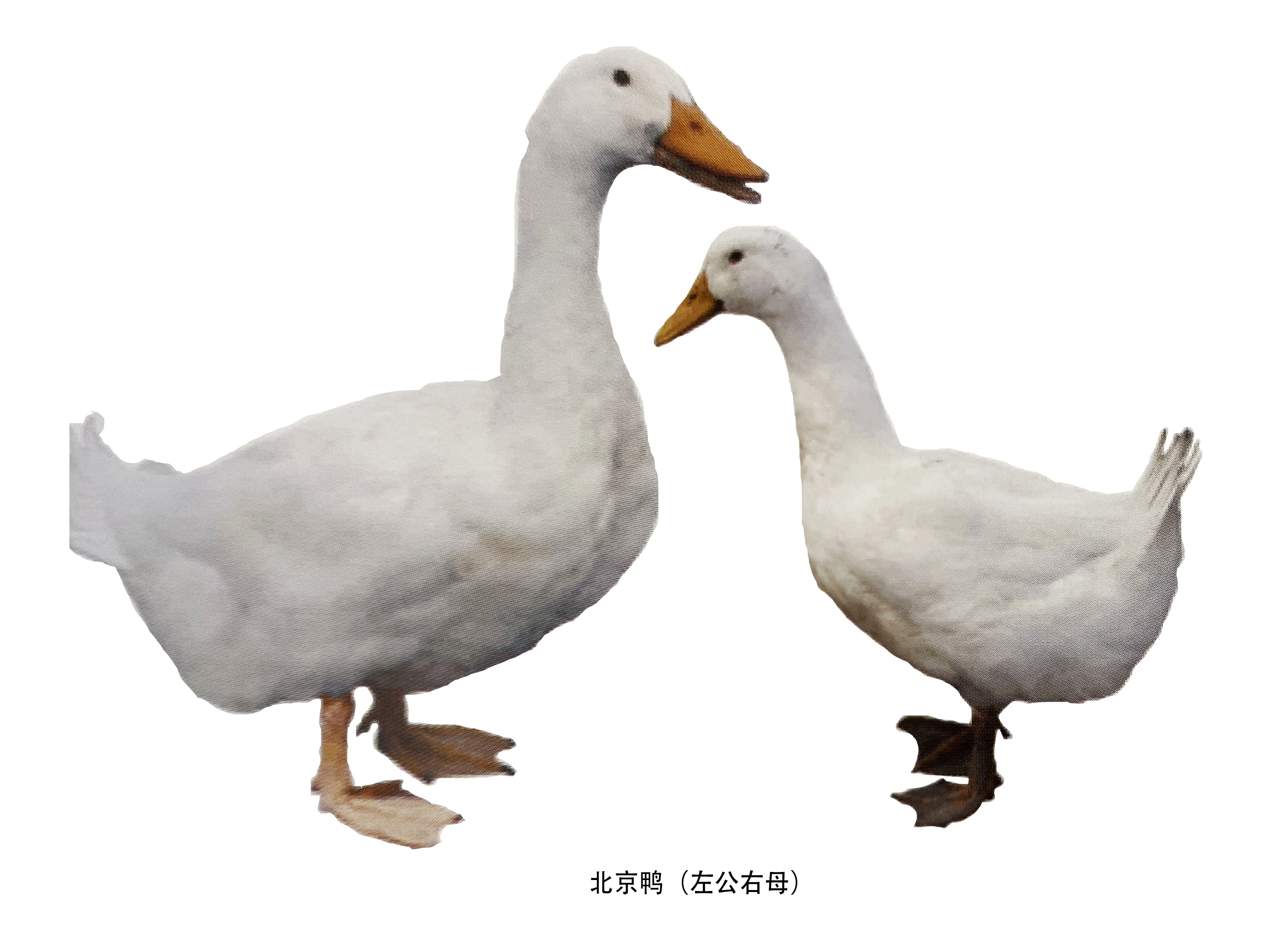 EU Launches Anti-Dumping Investigation into Chinese Duck Meat