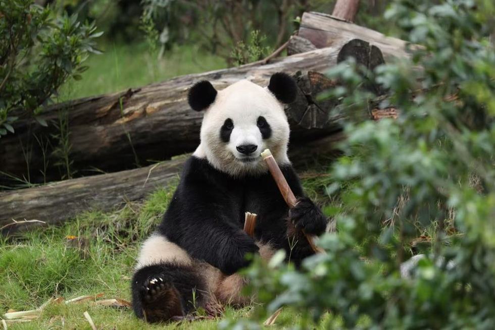 Giant Pandas Arrive at Atlanta Zoo for Conservation Exhibition