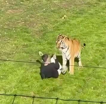 Man Killed by Tigers at Yorkshire Wildlife Park