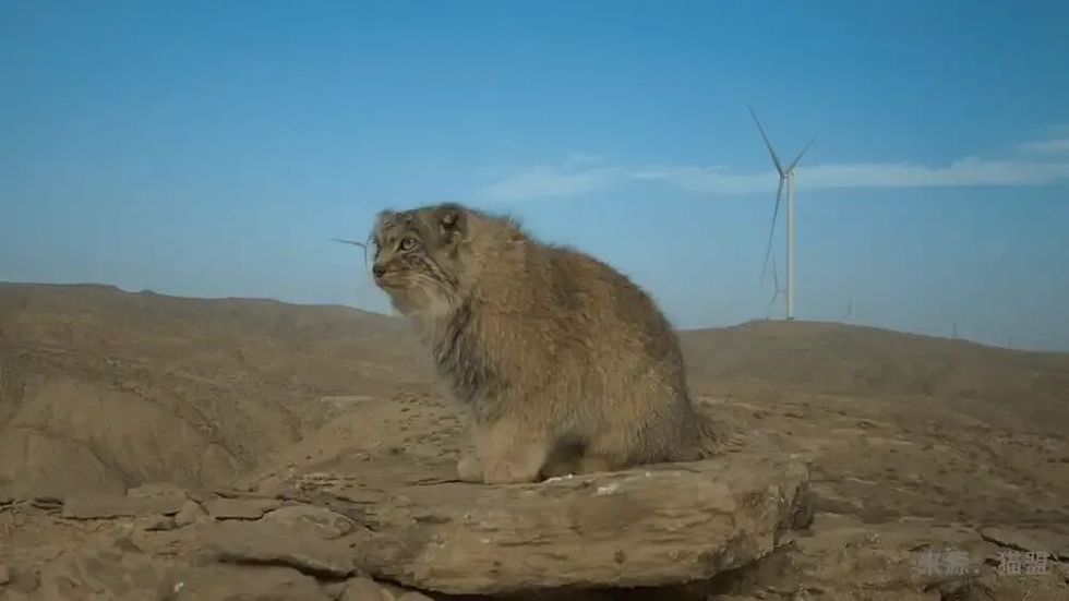 Wind Power Project in Gansu Sparks Wildlife Concerns