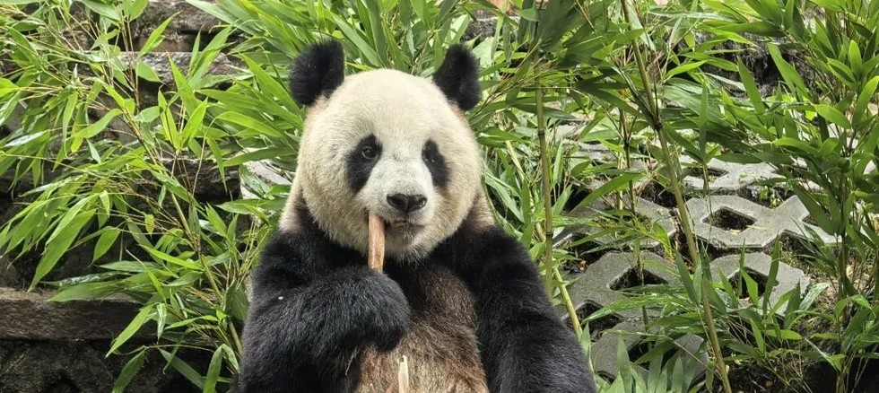 China to Send New Panda to Belgium for Conservation Research